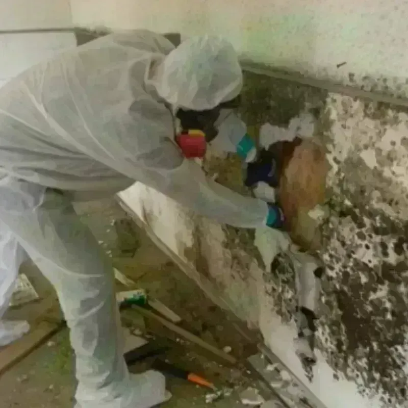 Mold Remediation and Removal in Channahon, IL